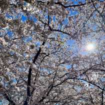 Mr golden sun hiding behind the cherry blossoms