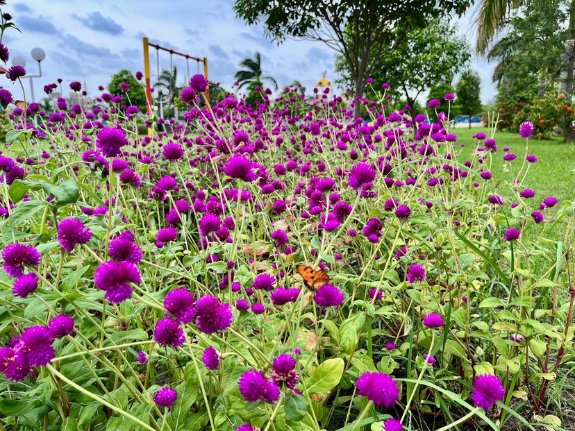 How many butterflies can you spot?