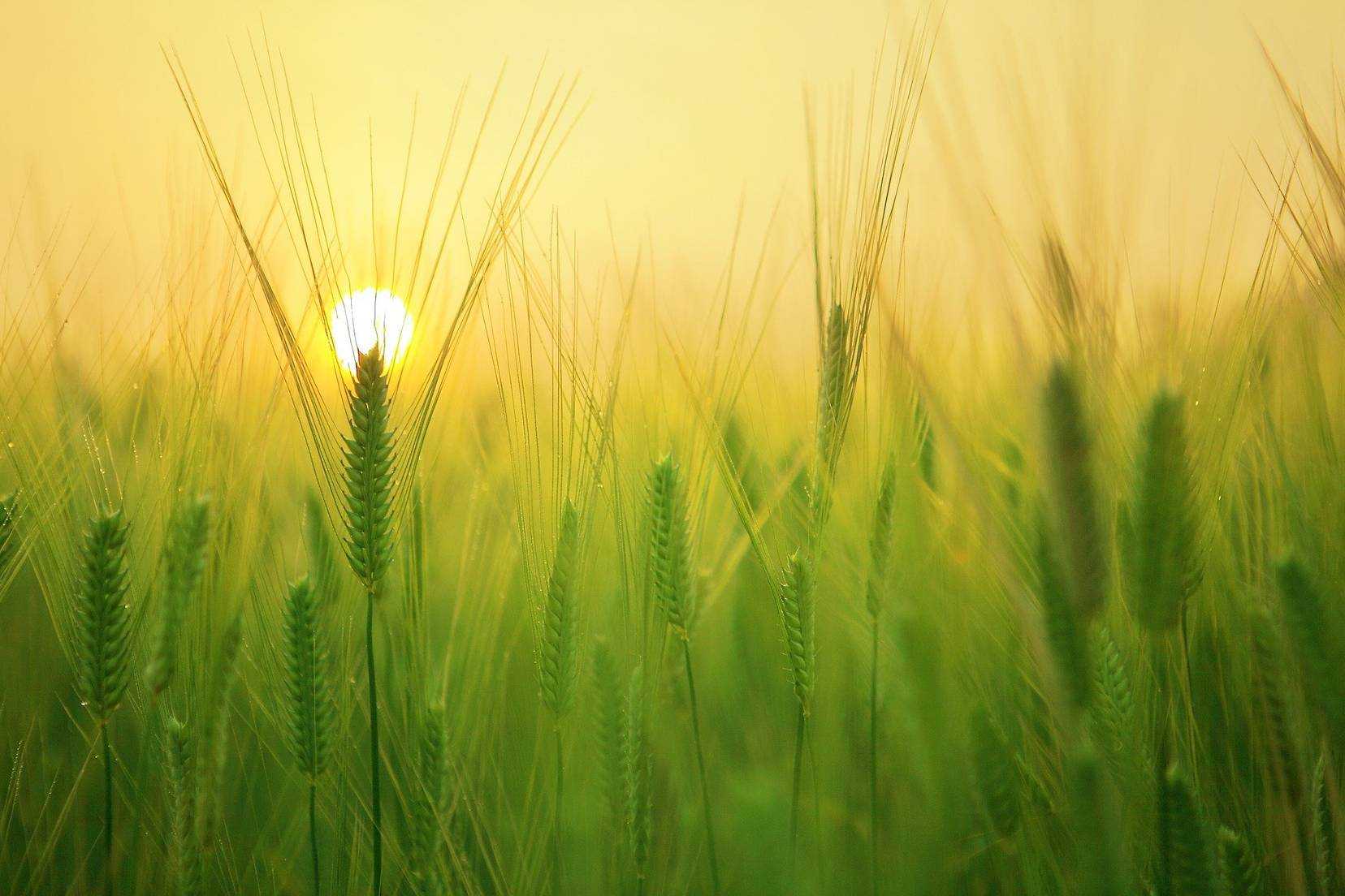 Sunrise in a barley field. Image courtesy: pixabay